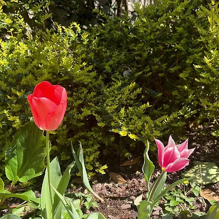 La Tua Casa Con Giardino A 2 Passi Dal Centro Feriehus