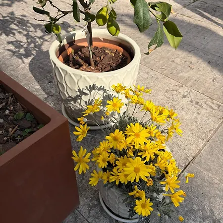 La Tua Casa Con Giardino A 2 Passi Dal Centro Prázdninový dům Modena