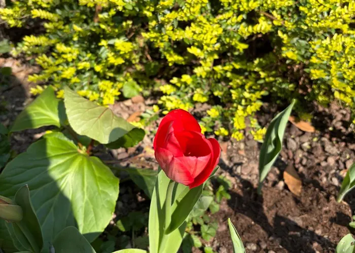La Tua Casa Con Giardino A 2 Passi Dal Centro Feriehus *